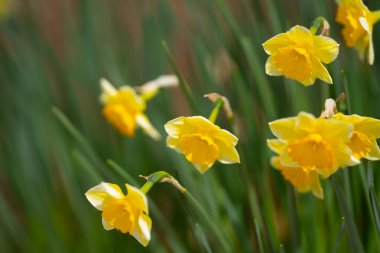 Narcissus çiçeği çiçek açtı. Bahar çiçekleri. Narcissus çiçekleri. Bahçedeki Narcissus çiçekleri. Çiçek açan bir narsistin yakın çekimi. Çiçekler bahar arkaplanı