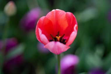 Lale açık tomurcuk. Bahar tatili tasarımı. Canlı doğal kırmızı renkleri olan laleler. Bahar tarlasında kırmızı laleler. Çiçek tarlasında açan laleler.