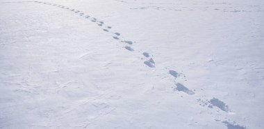 Kış izleri kar taneleriyle kaplı. Karlı yol kış tasarımı. Soğuk arazide patika. Kar tarlası boyunca ayak izleri. Karlı patika. Kış patikasında ayak sesleri. Kar yüzeyindeki ayak izleri