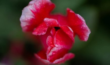 Lale narin tomurcuk. Bahar tatili tasarımı. Canlı doğal kırmızı renkleri olan laleler. Bahar tarlasında kırmızı laleler. Çiçek tarlasında açan laleler.