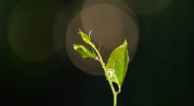 Bereketli topraktan tohumlama bitkisi. Yeşil bitkiler toprakta yetişir. Ekin ekme konsepti. Genç bitkiler bahar toprağında büyür.