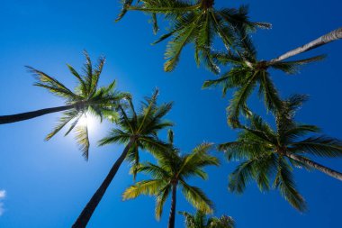Tropical palm background. Tropical landscape. Summer coast view. Green palm tree on blue sky. Tropical paradise. Palms wallpaper. Palm landscape. Tropics palm tree texture. Summer palms trees