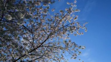 İlkbahar mavi gökyüzü arka planında kiraz ağacından beyaz çiçekler açan bir dal. Bahar bayrağı. Paskalya günü için tasarım. Güzel bahar güneşli gün