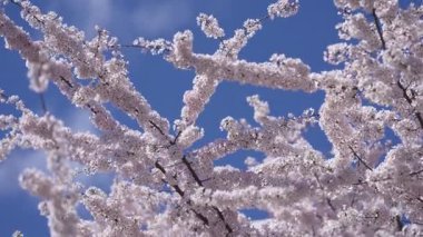 İlkbaharda kiraz çiçekleri. Bahar kiraz çiçeği doğal arka plan. Bahar havasında çiçek açan kiraz çiçekleri. Yumuşak bahar kiraz çiçekleri.