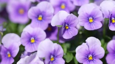 Çiçek açan nonoşlar. Hafif mor viyola çiçekli arka plan. Taze bahar menekşeleri gün ışığında. Sarı merkezli Viola çiçeği. İbne çiçekleri bahar havası yaratıyor. Bahçe viyola çiçekleri odak