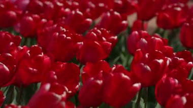 Çiçek arkaplanı için lale. Bahar sezonu geçmişi. Laleler kırmızı zemin oluşturuyor. Tebrik kartı için çiçek deseni. Lale goncası. Duvar kağıdı gibi lale. Bahar tarlasında açan kırmızı laleler