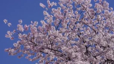 Açık gökyüzüne karşı açan dallar. Kiraz çiçekleriyle bahar tazelemesi. Romantik kiraz çiçeği manzarası. Çiçekli bahar arka plan doğası. Kiraz çiçekleri sakin ve huzurlu