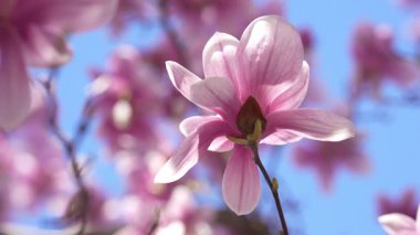 Pembe manolyalar bahar güneşinde çiçek açarlar. Manolya çiçeği yumuşak bokeh arkaplanlı. Mavi gökyüzüne karşı narin manolya yaprakları. Bahar manolyası ağaç dalında çiçek açar.