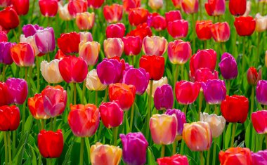 Çok renkli lalelerin çiçek desenleri. Bahar renkleriyle doğal lale manzarası. Mevsimsel dizayn için çiçek açan laleler. Doğal bahar ışığında lale tarlası. Rengarenk çiçekler baharda