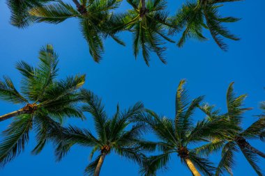 Avuç içi. Yaz cenneti konsepti. Yeşil orman. Tropikal arka plan. Egzotik yaz titreşimleri. Palmiye duvar kağıdı. Gün ışığında palmiye yaprakları. Tropik tasarım modeli. Bali Yazı. Tropik tasarım