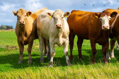 Çiftlikteki inek. Tarlalarda inek. Sığır çiftliği. Otlayan ineklerle dolu bahar dağı manzarası. Çimenli bir çayırda inek sürüsü. Doğadaki sığırlar. İnek otlağı. Kırsal çiftlik hayvanları