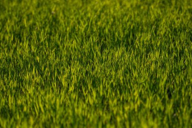 Çimen arka plan dokusu. Yeşil çim alan arkaplanı. Çimlerin yemyeşil yakın görüntüsü. Yerde taze çimenler. Çim ve çimen dokusu. Çimenli doğa arkaplanı
