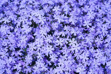 Bahar mor taç yaprakları tüm çerçeveyi doldurur. Bahar mavisi çiçekler birlikte yoğun bir şekilde büyür. Bahar bahçesi sahnesi taze büyüme gösteriyor. Bahar çiçekleri her yere yayıldı.