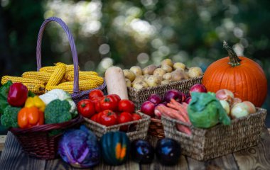 Sebze ve meyve toplayın. Sonbahar hasat geçmişi. Hasattan taze elma, patates ve biber dolu bir sepet. Organik hasat domates mısır patatesi çiftlik pazarı için hazır.