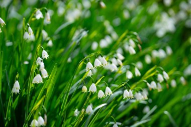 Beyaz kır çiçeği tarlası geçmişi. Kar taneli bahar çayırı. Taze yeşil bahar sahnesi. Bahar çiçekleri arka planı. Doğal yay duvar kağıdı
