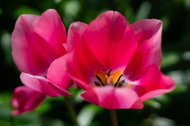 Lale lekesi keskin odak noktasında. Lalenin makro çiçekli güzelliği. Çiçek açan lale yaprağı dokusu. Bahçe lalesi makro fotoğrafçılığı. Renkli bahar lalesi çiçek açar. Laleler çiçek anatomi makrosu