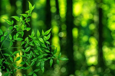 Bitki yeşili arka plan. Bulanık ormanla kaplı yeşil yapraklar. Bulanık park geçmişi. Yeşil doğa duvar kağıdı dokusu. Eko için yeşillik. Yeşil doğa geçmişi. Yeşillik ve yemyeşil