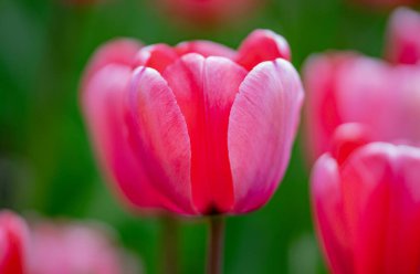 Tarlada büyüyen laleler. Hassas lale yaprakları. Yumuşak ışıklı laleler. Mevsimlik bahar lale çiçekleri. Baharda bahçe laleleri. Doğadaki laleler. Canlı lale renkleri