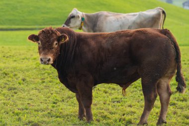 Yeşil çayırda duran güçlü boğa. Kırsal kesimde sağlıklı bir boğa. Tarım için kullanılan yerli bir boğa. Büyük boğa dışarıda otluyor.