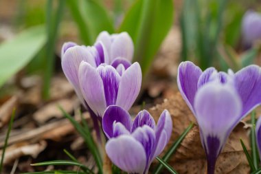 Crocus çiçeği. Çiçek açan bahar çiçeği. Çiçek desenli. Çiçeklerin doğal yaprakları. Çiçekli renkli güzellik.
