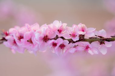 Şeftali ağacı çiçek açar. Çiçek açan bahar çiçeği. Çiçek çiçeği güzelliği. Çiçek doğal arka plan. Çiçek renkli taç yaprakları