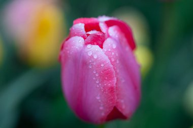 Çiçek açmış çok renkli laleler. İlkbaharda lale tomurcukları. Çiçekli lale duvar kâğıdı arka planı. Doğal ışıkta parlak laleler. Mevsimlik lale bahçesi manzarası. Çiçek açan laleler tarlası. İlkbahar lalelerle çiçek açar