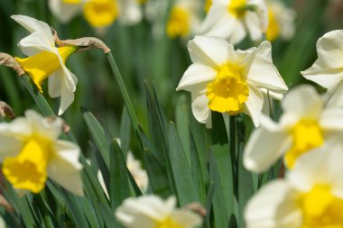 Narcissus çiçeği çiçek açtı. Bahar narsisleri çiçek açar. Bahçedeki Narcissus çiçekleri. Çiçek açan bir narsistin yakın çekimi. Çiçekler bahar arkaplanı