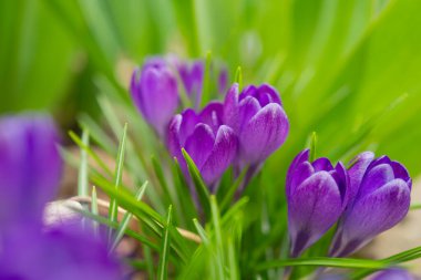 Crocus çiçeği. Bahar çiçeği. Bahar çiçeği tasarımı. İlkbahar doğal güzellik. Bahar renkli çiçek