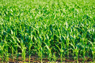 Yeşil mısır bitkileri. Organik mısır tarlasında sıralanmış taze mısırlar. Eski mısır tarlaları ekili topraklarda yetişir. Genç mısır tarlası. Mısır tarlası