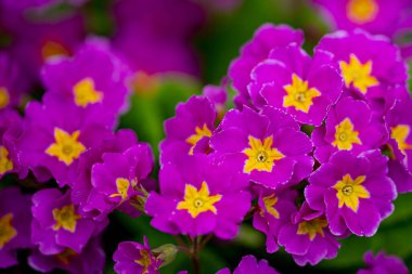 Primrose, primula, purple primrose. Flower spring garden. Flower blossom beauty. Flower colorful petals. Flower background