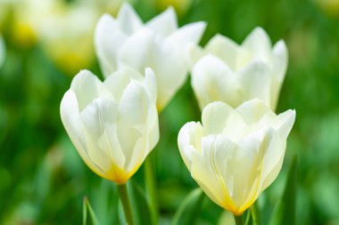 Hollanda 'da bir bahar tarlasında beyaz laleler. Bahar çiçekleri açan laleler gün ışığında. Güzel bir bahçede çiçek açan laleler. Beyaz lale çiçekleri. Bahar arkaplanı