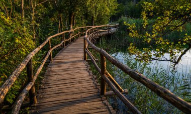 Orman doğasında tahta tahta kaldırım. Ahşap yolu olan manzaralı orman yolu. Ormanda göl boyunca seyahat et. Sonbahar ormanlarında tahta kaldırım. Tahta kaldırımlı huzurlu orman patikası