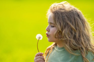 Çocuk yaz tarlasında karahindiba emiyor. Çocuk portresi, yakın plan. Karahindibalı çocuk. Çocuk özgür ve kaygısız. Karahindiba çocuk yüzüne yakın. Çocukların özgürlüğü. Çocuklar rüya görüyor.
