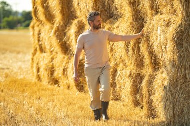 Çiftçi altın saman tarlasında yürüyor. Çiftçi saman yığınına dokunuyor. Çiftçi kırsal yaşam tarzını temsil ediyor. Çiftçi saman tarımı. Samanlık yığını