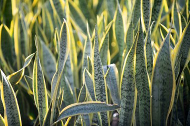 İç mekan için yılan dekoru. Sağlıklı olmak için yılan bitkisi yaprakları. Arka plan için yılan deseni. Yılan bitkisi yaşam tarzı için yeşillik