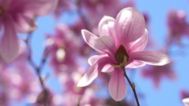 Yumuşak bahar ışığında açan manolya çiçeği. Magnolia çiçekleri pastel yapraklarla kaplanır. Manolya, açık mavi gökyüzüne karşı çiçek açar. Ağaç dalında narin manolya çiçekleri