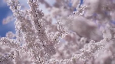 İlkbaharda kiraz çiçeği ağacı. Kiraz çiçeğiyle bahar tazelemesi. Baharda kiraz çiçeği güzelliği. Bahar kiraz çiçeği çiçek sahnesi