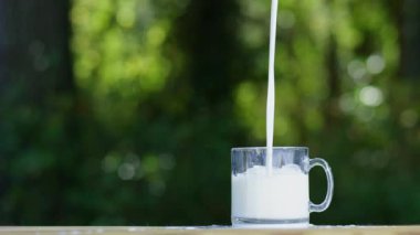 Süt akışı kadehi yavaşça dolduruyor. Taze süt içeceği serpilmiş. Yakından beyaz sıvı dökülüyor. Yavaş hareket eden süt fincana akar. Taze süt yumuşak köpük yaratır. Süt içeceği pürüzsüz akıyor.