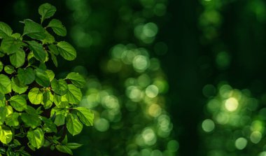 Yeşil doğa geçmişi. Yeşil yapraklar ve yemyeşil. Taze yaz yaprakları. Orman ve bokeh bitkisi. Güneşli parkta yaz yaprakları