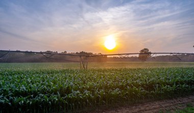 Su tarlası. Sulama sistemi tarladaki mısır bitkisini ilaçlıyor. Sulama sistemi. Tarım spreyi. Sulama sistemi ve sulama süreci