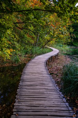 Orman doğasında tahta tahta kaldırım. Ahşap yolu olan manzaralı orman yolu. Ormanda göl boyunca seyahat et. Sonbahar ormanlarında tahta kaldırım. Tahta kaldırımlı huzurlu orman patikası