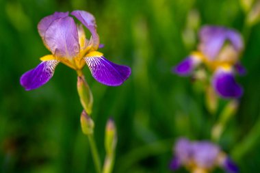 Yeşil arka planda açan mor iris çiçeği. Menekşe yapraklı canlı iris. İris çiçeği. Bahar bahçesinde Iris çiçeği bitkisi