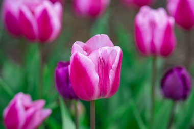Bahar arkaplanı olan laleler. İlkbaharda açan laleler. Hassas lale yaprakları. Doğadaki laleler. Laleli çiçek arkaplanı