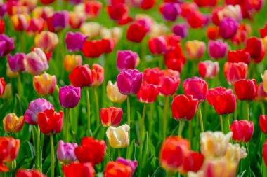 Doğal laleler canlı mevsimsel güzellikleri gösterir. Bahar laleleri gün ışığında parlar. Güzel laleler renkli bir sahne yaratır. Bahar bahçelerinde yumuşacık laleler açar.