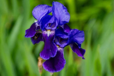 Bahar bahçesinde açan mor iris çiçeği. İlkbaharda Iris çiçek açar. Bahar doğasında göz yaprakları. Bahar mevsiminde açan canlı mor iris.