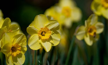 Narcissus çiçeği çiçek açtı. Bahar çiçekleri. Narcissus çiçekleri. Bahçedeki Narcissus çiçekleri. Çiçek açan bir narsistin yakın çekimi. Çiçekler bahar arkaplanı