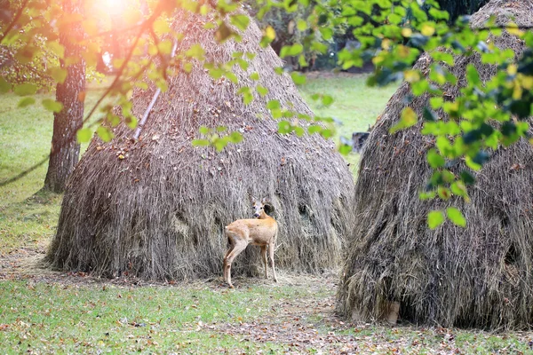 One young deer — Stock fotografie