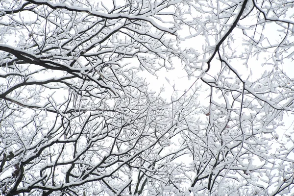 Bellissimo paesaggio invernale — Foto Stock