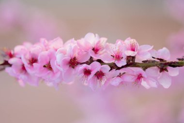 Şeftali ağacı çiçek açar. Çiçek açan bahar çiçeği. Çiçek çiçeği güzelliği. Çiçek doğal arka plan. Çiçek renkli taç yaprakları