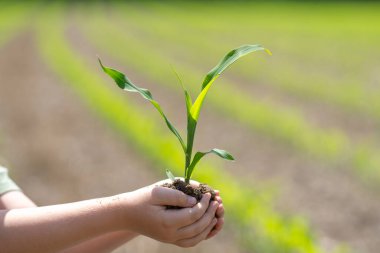 Toprakta filizlenen çocuk. Elinde mısır filizi tutan çocuk. Genç çocuk çiftçilik yapıyor. Elinde mısır filizleri olan çocuk eli. Çocukların elinde filizlenen mısırları kapat.